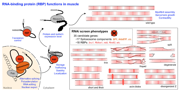 Myogenesis and RNA-binding proteins 