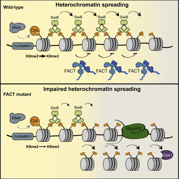 FACT promotes heterochromatin spreading 
