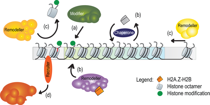 Research outline Smolle