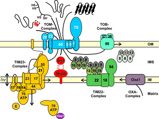 translocases_2011